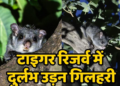 Flying squirrel in Chhattisgarh Udanti-Sitanadi Tiger Reserve a significant sign from Udanti-Sitanadi
