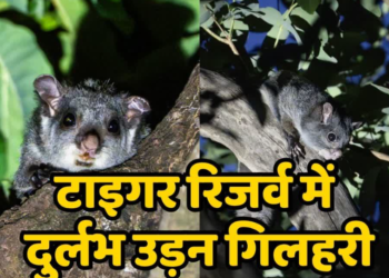 Flying squirrel in Chhattisgarh Udanti-Sitanadi Tiger Reserve a significant sign from Udanti-Sitanadi