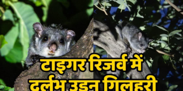 Flying squirrel in Chhattisgarh Udanti-Sitanadi Tiger Reserve a significant sign from Udanti-Sitanadi
