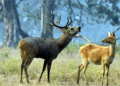 New Leap for Barasingha in Satpura Deer from Kanha Find a Second Safe Haven