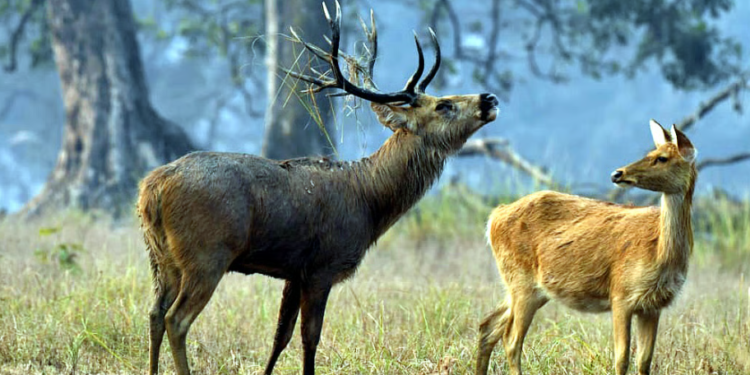 New Leap for Barasingha in Satpura Deer from Kanha Find a Second Safe Haven