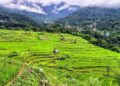 Flower Farming: चौथाई एकड़ जमीन से शुरू किया फूलों का कारोबार, आज ₹5 लाख का टर्नओवर; नागालैंड की वेसालु पुरो बनीं मिसाल