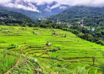 Flower Farming: चौथाई एकड़ जमीन से शुरू किया फूलों का कारोबार, आज ₹5 लाख का टर्नओवर; नागालैंड की वेसालु पुरो बनीं मिसाल