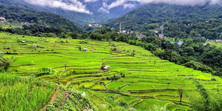 Flower Farming: चौथाई एकड़ जमीन से शुरू किया फूलों का कारोबार, आज ₹5 लाख का टर्नओवर; नागालैंड की वेसालु पुरो बनीं मिसाल