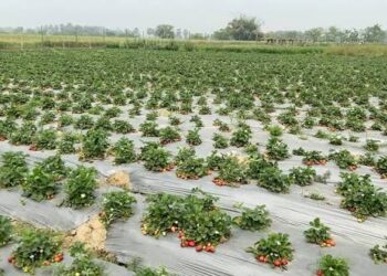 Bihar Farmers: 1.5 हेक्टेयर में सालभर सब्जियों की खेती, परिवार की मेहनत से दीन दयाल सिंह कमा रहे ₹6 लाख का शुद्ध मुनाफा