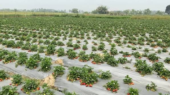 Bihar Farmers: 1.5 हेक्टेयर में सालभर सब्जियों की खेती, परिवार की मेहनत से दीन दयाल सिंह कमा रहे ₹6 लाख का शुद्ध मुनाफा