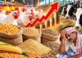 Poultry Farmers: पशु आहार की कीमतों में 75% तक उछाल, पोल्ट्री किसानों को 15% तक घाटा; दूध, अंडे और चिकन के दाम बढ़ने का खतरा