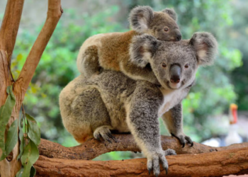 Australia beloved koala is in trouble today but the story of its plight is not new