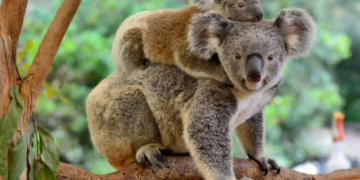 Australia beloved koala is in trouble today but the story of its plight is not new