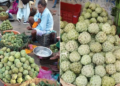 journey of custard apples from the wild to the farm new ray of hope for the economic strengthening of farmers
