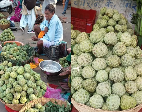 journey of custard apples from the wild to the farm new ray of hope for the economic strengthening of farmers