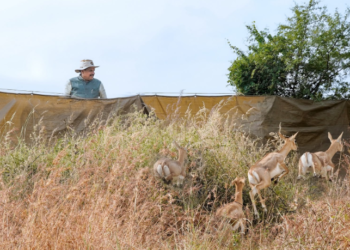 Rescue of blackbucks