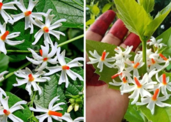 Harsingar Night-flowering