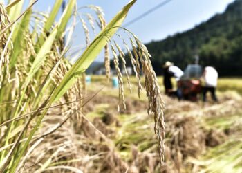 चीन का अनाज उत्पादन लगातार दो साल से 70 करोड़ टन पार
