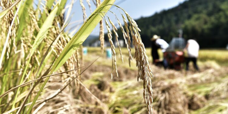 चीन का अनाज उत्पादन लगातार दो साल से 70 करोड़ टन पार